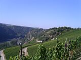 vineyards